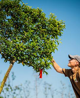 Verschillende soorten bomen zijn ook in leivorm beschikbaar. Zowel blad houdende als bladverliezende bomen kunnen als Leibomen worden toegepast als afscheiding van uw tuin of  als een mooie manier om privacy in de tuin te verkrijgen. Leibomen worden in diverse stamhoogten aangeboden.  