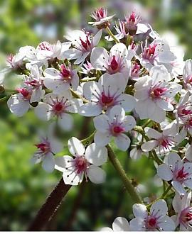 Darmera peltata Pot 9 cm