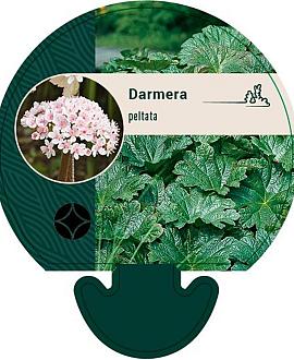 Darmera peltata Pot 9 cm