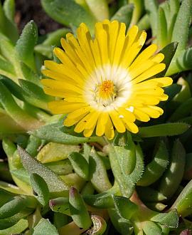 Delosperma congestum Pot 9 cm