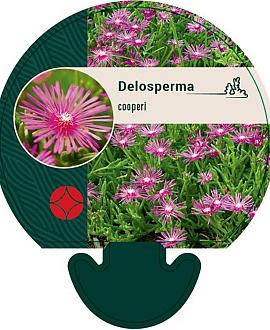 Delosperma cooperi Pot 9 cm
