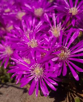 Delosperma cooperi Pot 9 cm