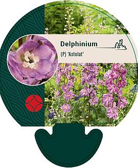 Delphinium (P) 'Astolat' Pot 9 cm
