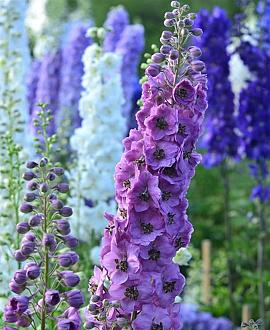 Delphinium (P) 'Astolat' Pot 9 cm