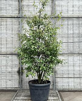 Amelanchier lamarckii Pot 110 liter 200 - 225 cm