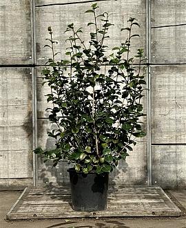Camellia japonica Pot 25 Liter 100 - 125 cm