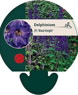 Delphinium (P) 'Black Knight' Pot 9 cm