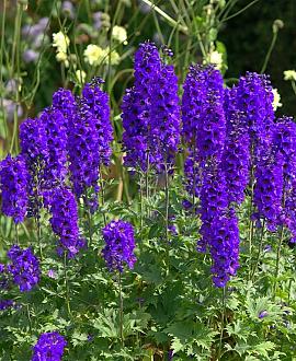 Delphinium (P) 'Black Knight' Pot 9 cm