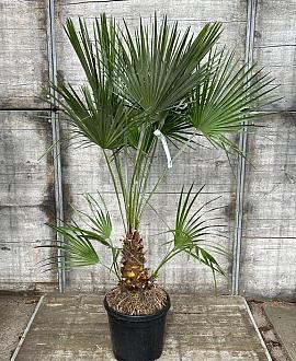 Chamaerops humilis Pot 30 Liter 