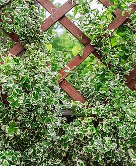 Euonymus fort. 'Silver Queen' Pot 7,5 Liter stam 90 cm
