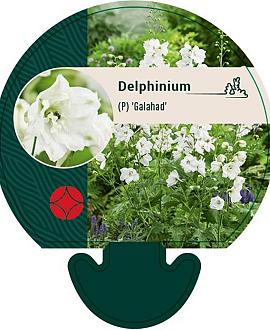 Delphinium (P) 'Galahad' Pot 9 cm