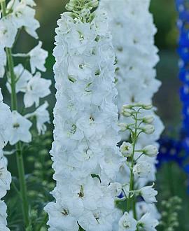 Delphinium (P) 'Galahad' Pot 9 cm