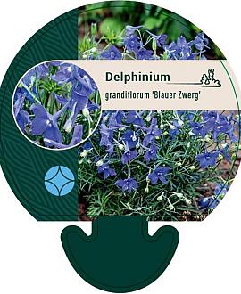 Delphinium gr. 'Blauer Zwerg' Pot 9 cm