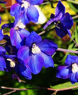 Delphinium (P) 'King Arthur' Pot 9 cm
