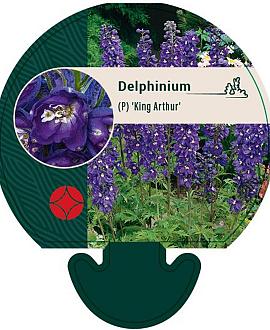 Delphinium (P) 'King Arthur' Pot 9 cm