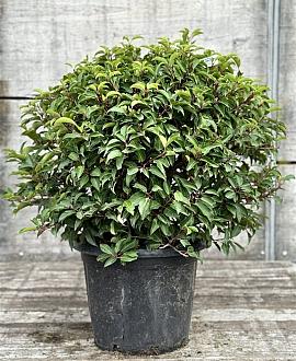 Prunus l. 'Angustifolia' Bolvorm 50-60 cm