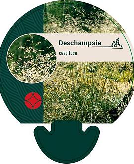 Deschampsia cespitosa Pot 9 cm
