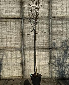 Prunus yedoensis Hoogstam (Stamomtrek 10-12 cm)