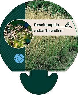 Deschampsia cesp. 'Bronzeschleier' Pot 9 cm