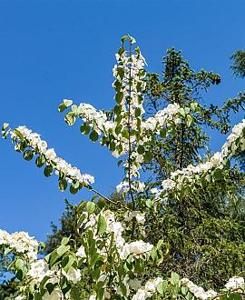 Viburnum plic. 'Mariesii' Pot 5 Liter 