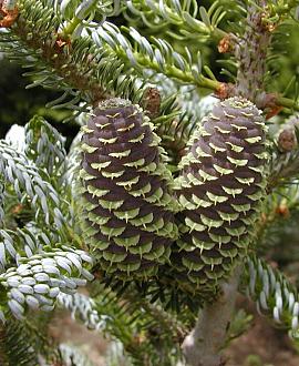 Abies k. 'Silberlocke' Pot 10 liter 70 - 80 cm