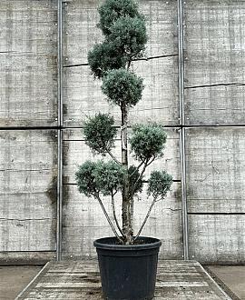 Cupressus ariz. 'Fastigiata' Pot 30 Liter 150 - 175 cm Pon-Ponvorm