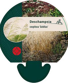 Deschampsia cesp. 'Goldtau' Pot 9 cm