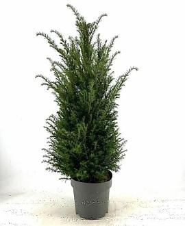 Taxus baccata Pot 10 liter 80 - 100 cm