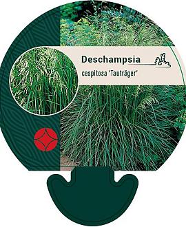 Deschampsia cesp. 'Tauträger' Pot 9 cm