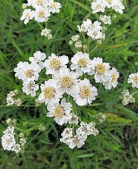 Achillea ptarmica Pot 9 cm