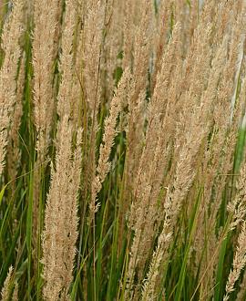 Achnatherum calamagrostis 'Algäu' Pot 9 cm