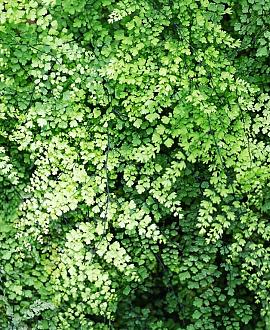 Adiantum pedatum 'Imbricatum' Pot 9 cm