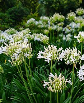 Agapanthus 'Polar Ice' Pot 9 cm