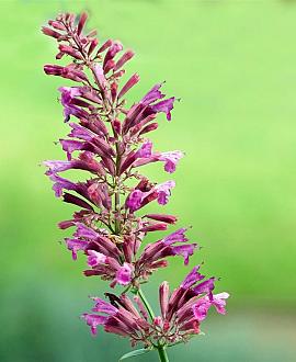 Agastache mex. 'Red Fortune' Pot 9 cm