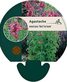 Agastache mex. 'Red Fortune' Pot 9 cm