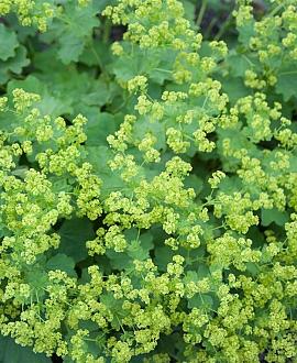 Alchemilla xanthochlora Pot 9 cm
