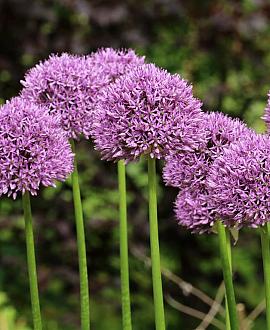 Allium 'In Orbit' Pot 9 cm