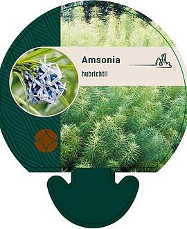 Amsonia hubrichtii Pot 9 cm