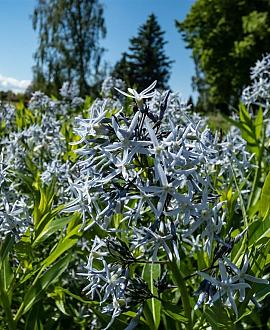 Amsonia hubrichtii Pot 9 cm