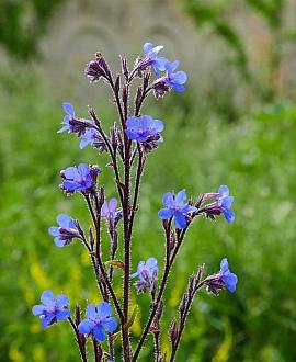 Anchusa azurea Pot 9 cm