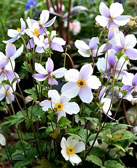 Anemone Wild Swan Pot 9 cm