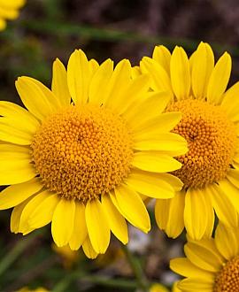 Anthemis tinctoria Pot 9 cm