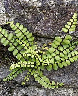Asplenium trichomanes Pot 9 cm