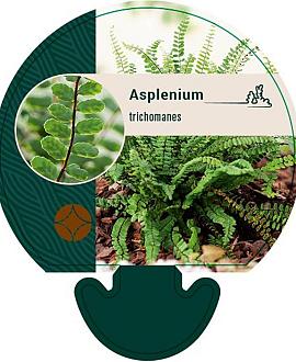 Asplenium trichomanes Pot 9 cm