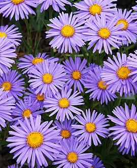 Aster alpinus 'Goliath' Pot 9 cm