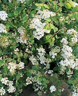 Spiraea jap. 'Albiflora' Pot 3 Liter 
