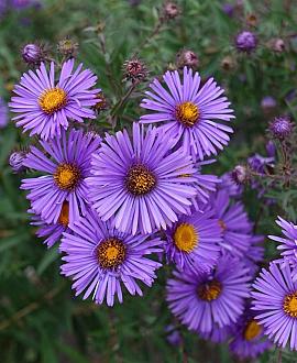 Aster 'Barbados' Pot 9 cm