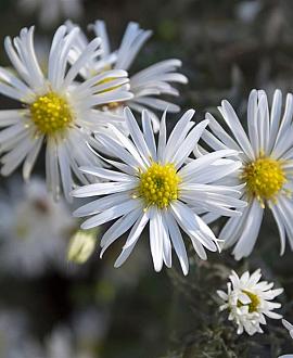 Aster ericoides Pot 9 cm