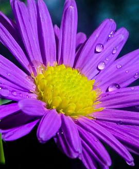 Aster ericoides 'Blue Wonder' Pot 9 cm