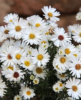 Aster (D) 'Kristina' Pot 9 cm